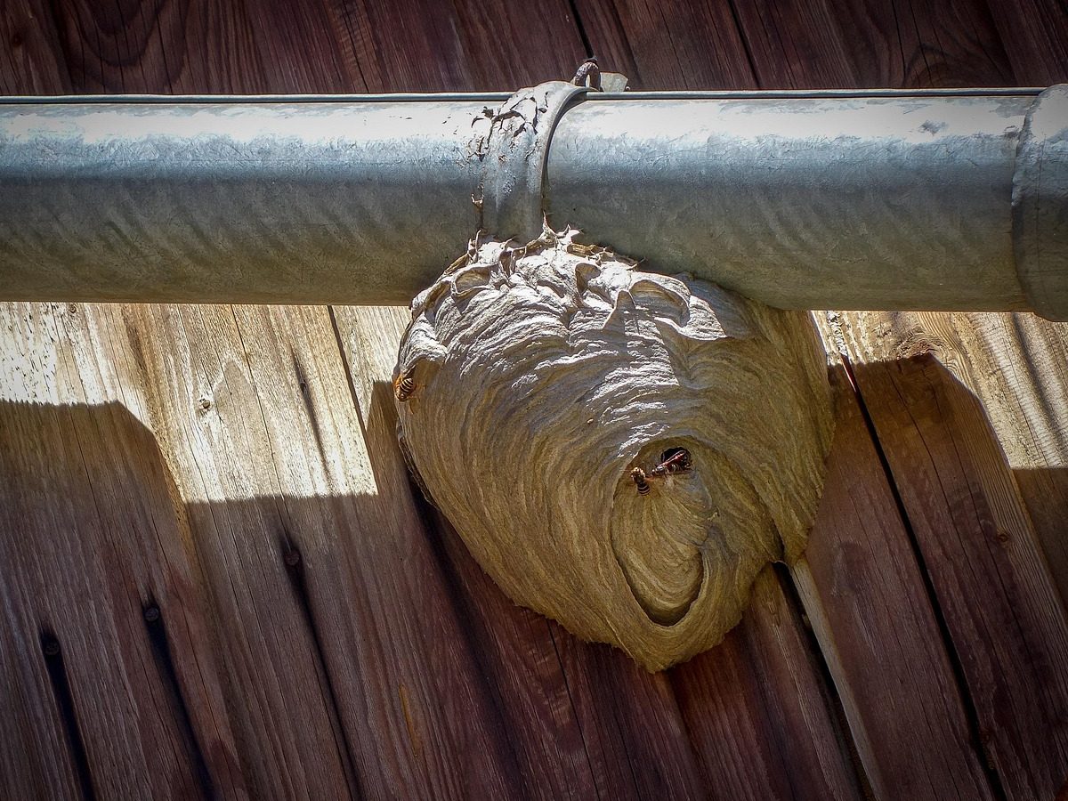 Graues Papiernest von Wespen unter einer Dachrinne an einer Holzfassade, zwei Wespen am Flugloch