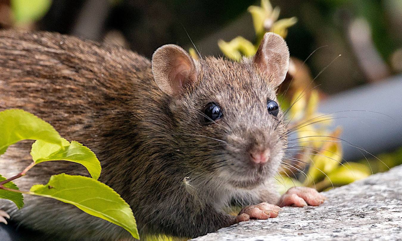 Ratte an einer Mauerkante zwischen Blättern